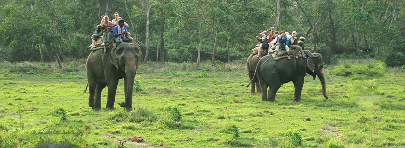  Elephant Riding In Chitwan National Park 