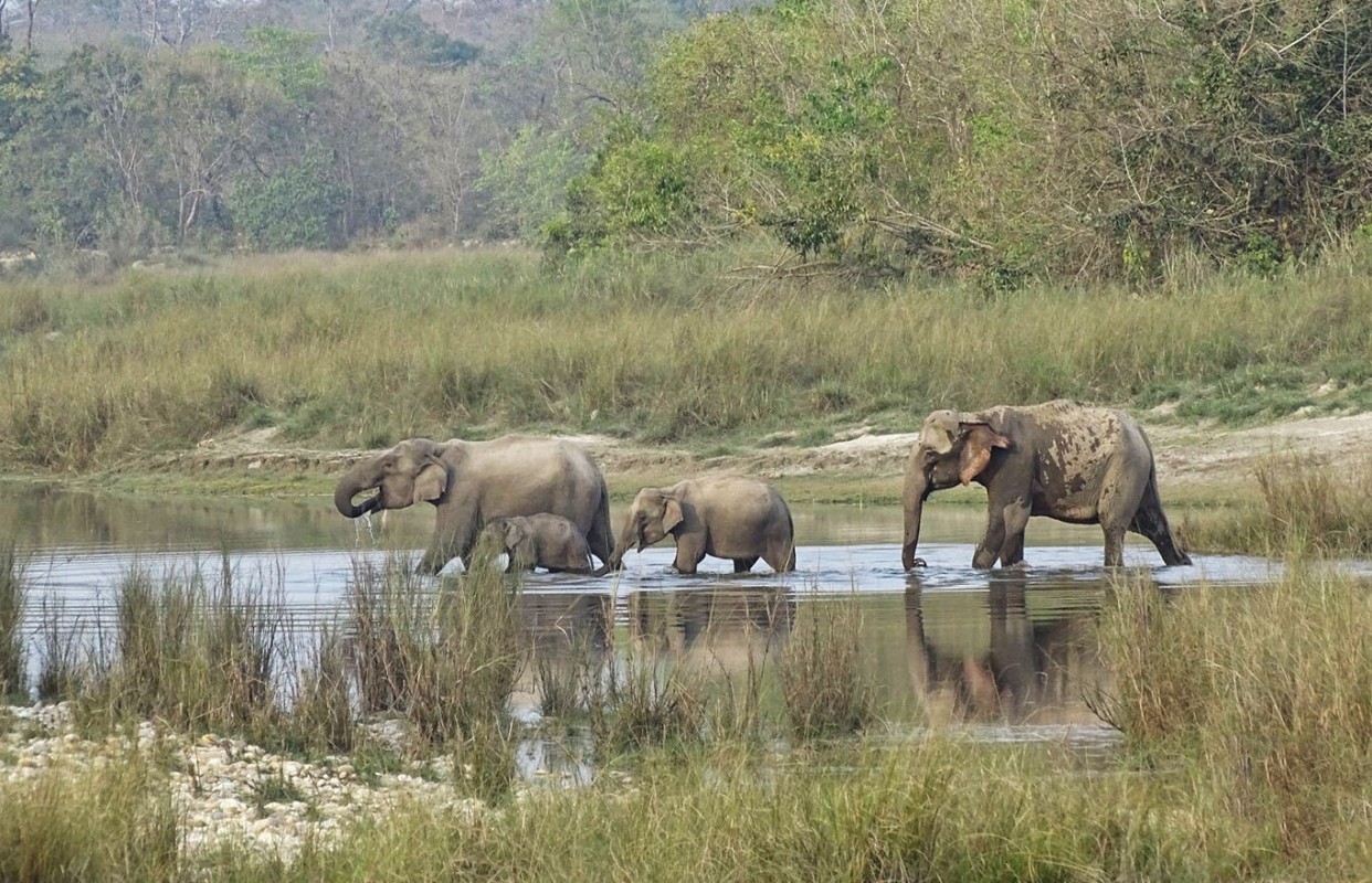  Bardiya National Park 3N 4D Tour 