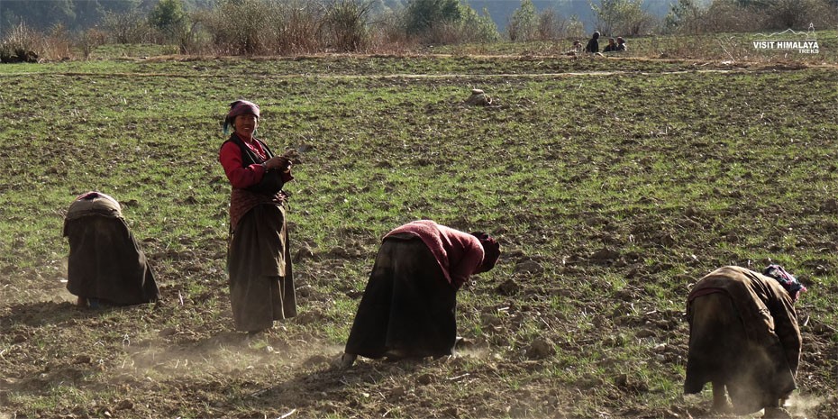  Local People working in the field at Tsum valley Trek 