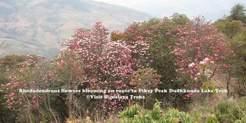  Rhododendron along Pikey Peak Trek 