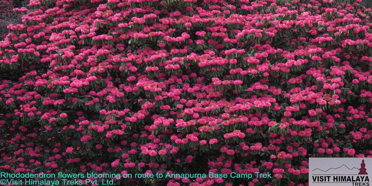  Rhododendron blooming enroute to Annapurna Base Camp 