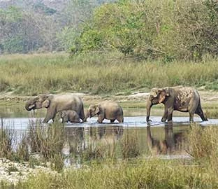 Bardiya National Park 3N 4D Tour