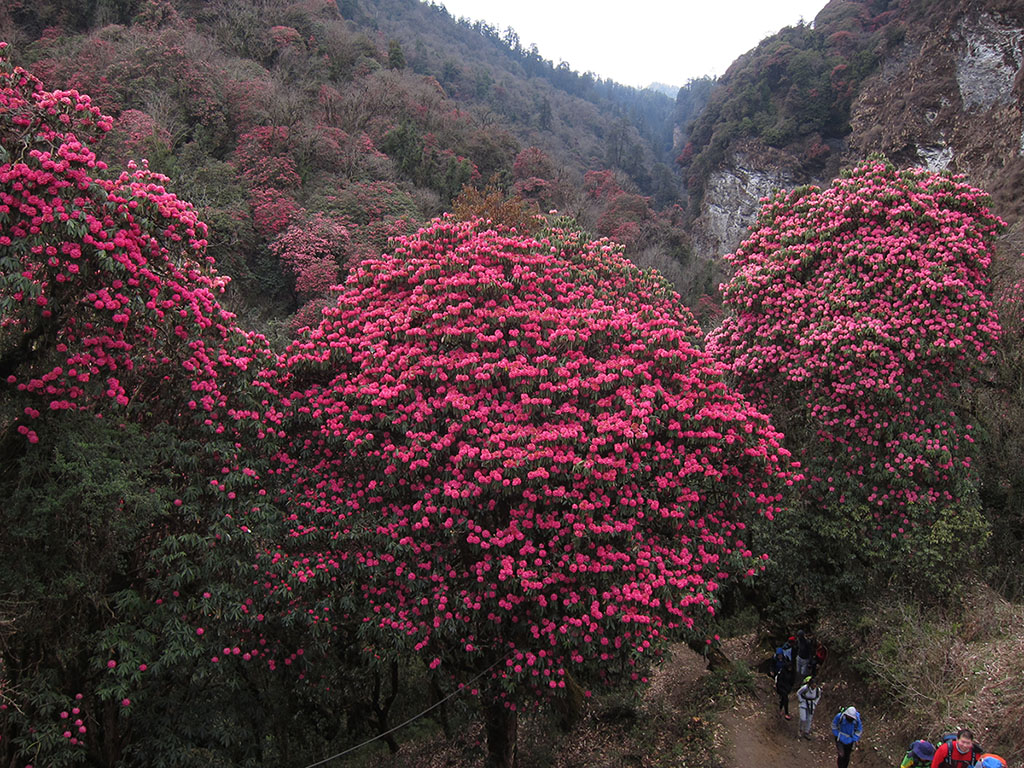 Blooming rhododendrons flowers en route to ABC Trek