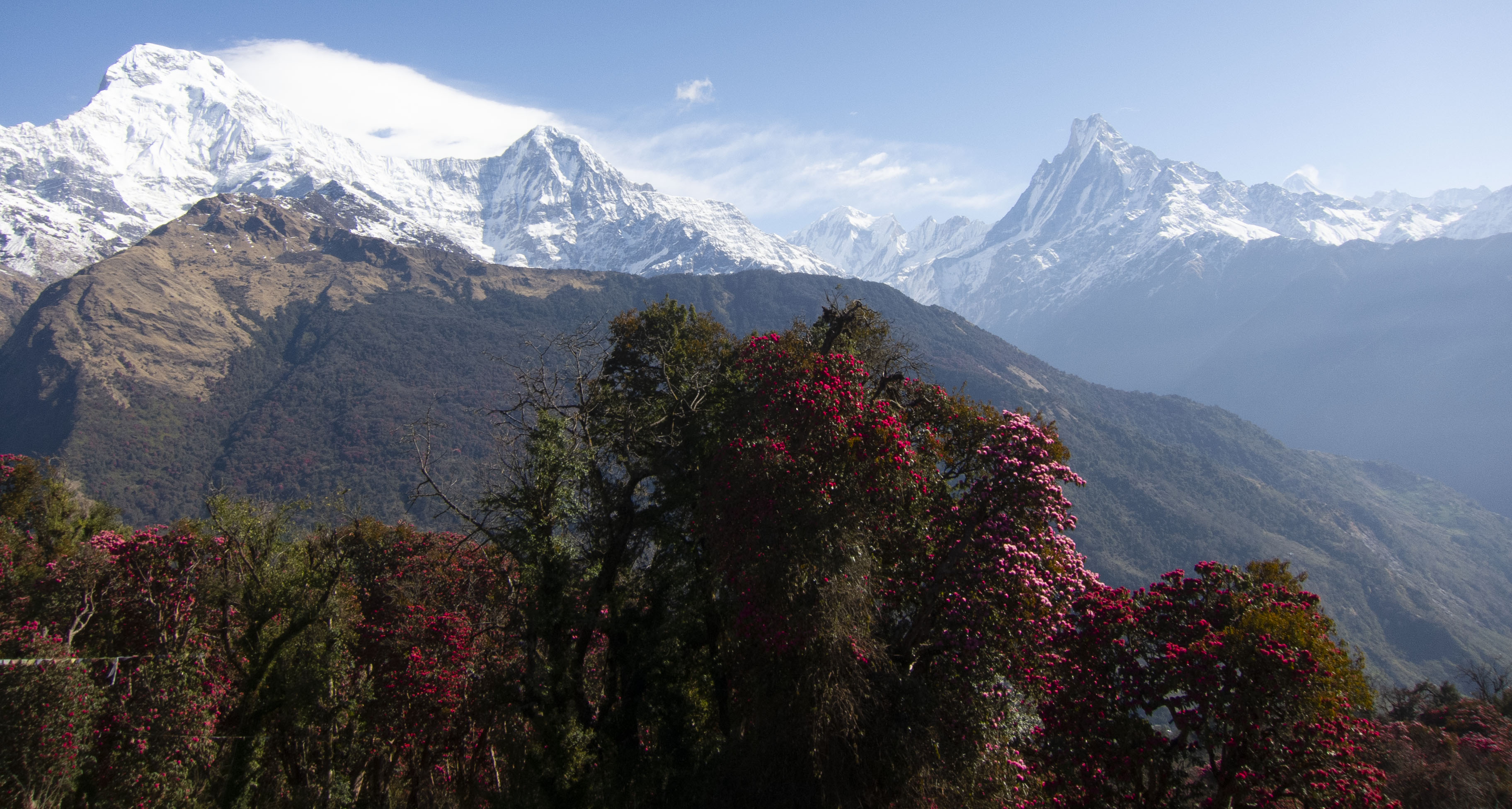 Flowers and mountain view from Annapurna Base Camp 
