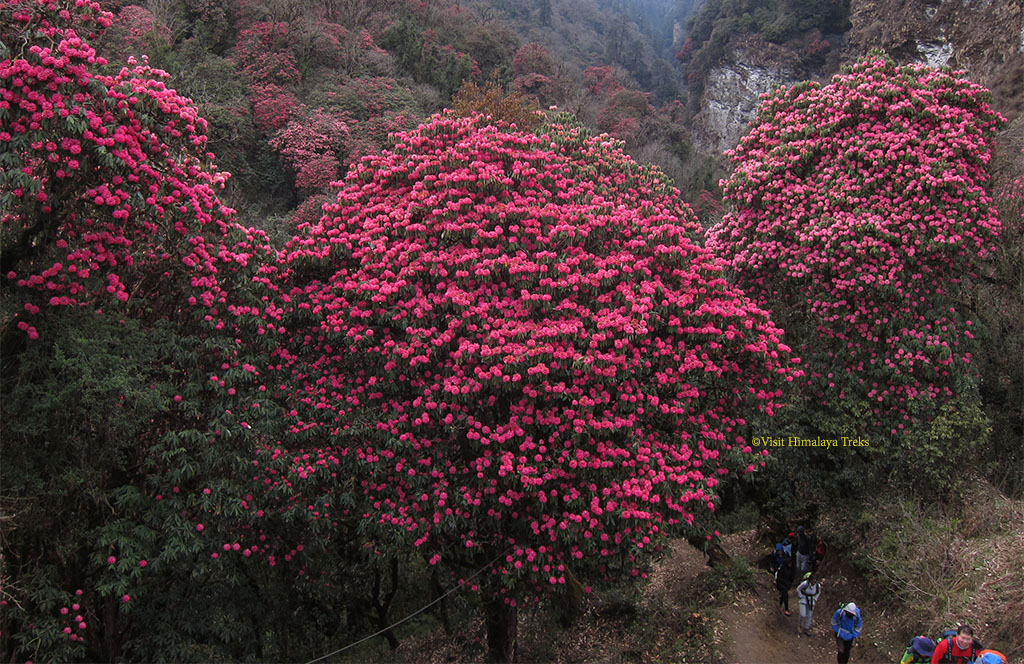 Trek through the colorful blooming rhododendron flowers during the spring season, Ghorepani Poon Hill Trek. 