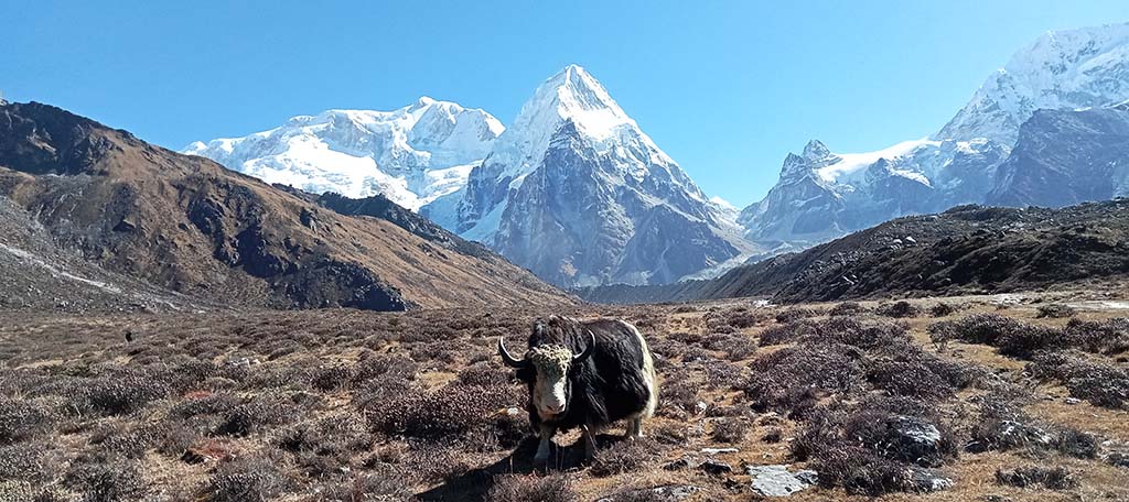 Remote Kanchenjunga Base Camp Trek