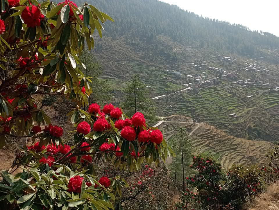 Spring Season in Langtang Valley Trek (March to May)