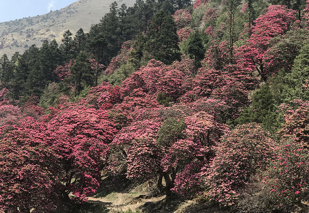 Spring Season Trekking In Nepal